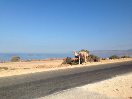 camel standing near the street in moroccoの写真素材