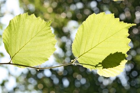 Photosynthesisの写真素材