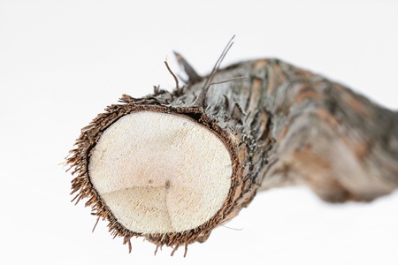 Cut Brunch With Barkの写真素材