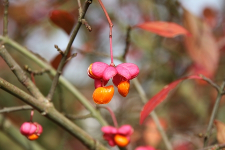 European Spindle Tree in Autumnの写真素材
