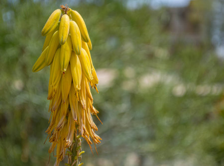 yellow aloe vera plant in a desert garden with copy spaceの写真素材