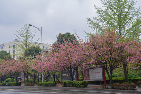 Cherry Blossom at the road sideのeditorial素材