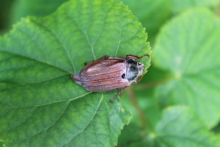 Chafer (also calledの写真素材