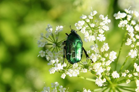 Beetle (Green Rose Chafer) is decided to eat the pollen of the flower before anyone else.の写真素材