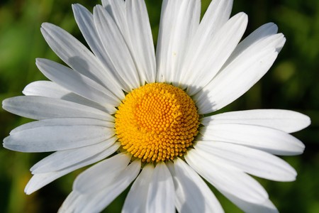 Camomile closeup with white petals and yellow stamensの写真素材