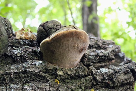 The wood fungus grew on the trunk of a tree.