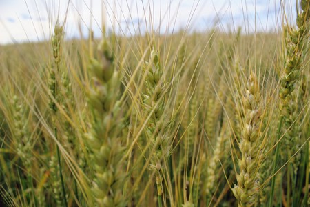 A group of wheat ears against the blue sky.の写真素材
