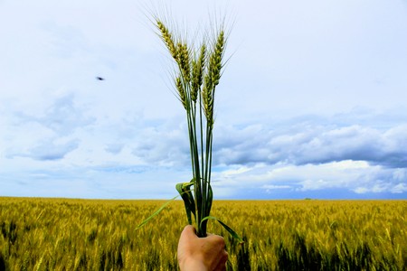 Wheat ears clenched in fist against the background of the wheat field and the blue sky.の写真素材