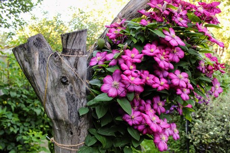 Clematis flowers tied to the trunk of a tree in a private garden.の写真素材