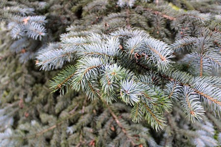 Fluffy branch of black spruce growing in the garden.