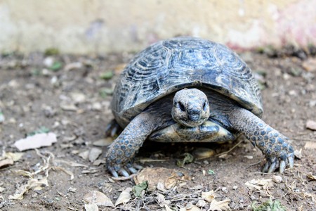 Turtles living in the bushes near the veranda of the restaurant of the Turkish hotel crawl on the ground in search of food.の写真素材