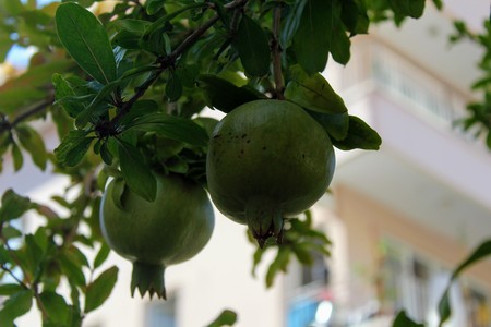 Growing on the branch are not yet ripe pomegranate fruits.の写真素材