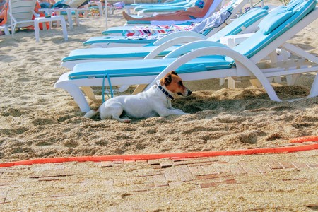 The dog hides in the shade of a lounger on a Turkish beach.の写真素材