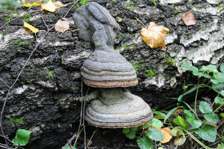 A tree mushroom grows on the tree's stem.