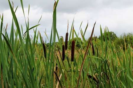 Long narrow leaves of reeds grow in the swamp.の写真素材