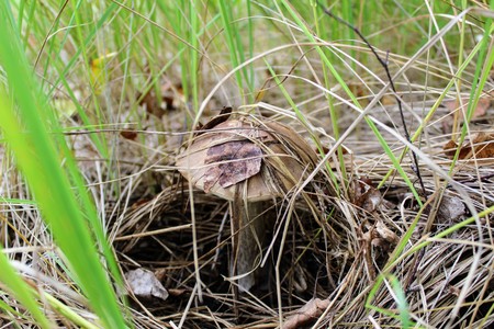 Mushroom (birch bolete) grows on the ground among the low grass.の写真素材