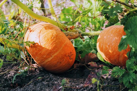 Ripe orange pumpkins grow in the garden.の写真素材
