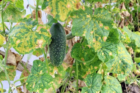 A large ripe green cucumber growing in the greenhouse among the foliage.の写真素材