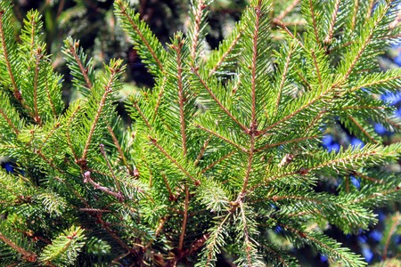 Fluffy green spruce branches against the blue sky.