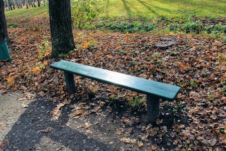 Fallen yellow leaves in the park in the estate of Count Leo Tolstoy in Yasnaya Polyana.