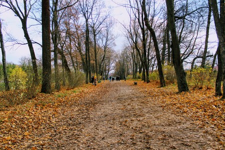 Fallen yellow leaves in the park in the estate of Count Leo Tolstoy in Yasnaya Polyana.のeditorial素材