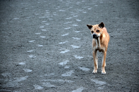 Confused dog on Beachの写真素材