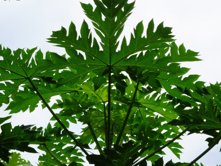 Papaya leavesの写真素材