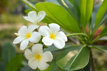 Close up of frangipani flowerの写真素材