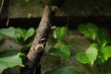 A snail on a tree branchの写真素材