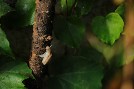 A snail crawling on a tree branchの写真素材