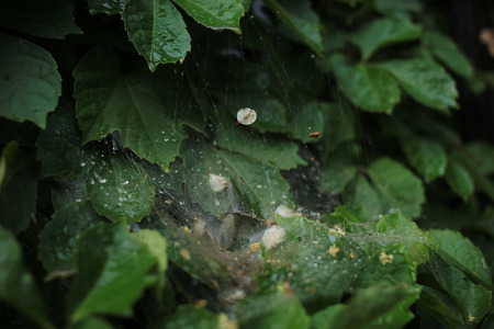 Close up to leaves after the rainの写真素材