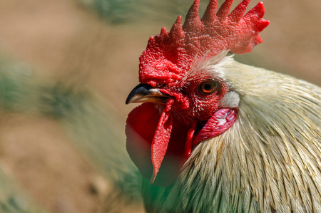 The head of the cock with a red comb close-up, a symbol of 2017 on the Chinese calendar