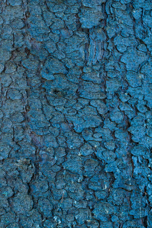 Blue tree bark as a fantastic skin and scalesの写真素材