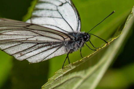 Black-and-white butterfly Aporia crataegi covered with pink pollen on green leaf close-upの写真素材