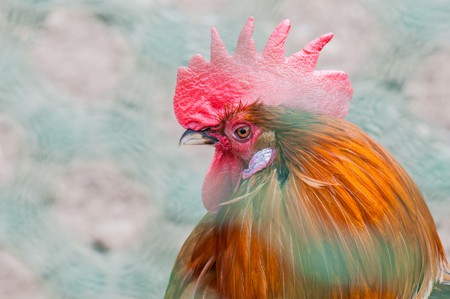 The head of the cock with a red comb close-up, a symbol of 2017 on the Chinese calendarの写真素材