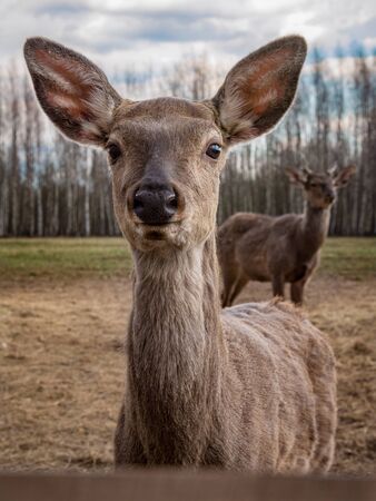 Closeup portrait of cute young red deer, domesticated animal looking directly at camera with interest, focus on eyesの写真素材