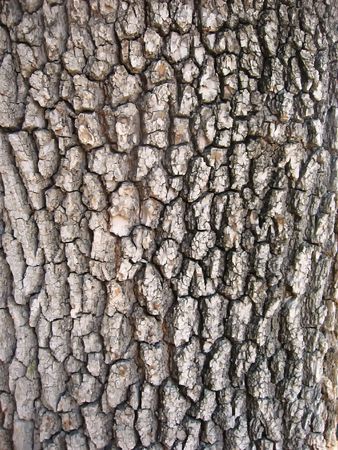 Structure a treeの写真素材