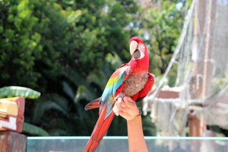 a multicolored parrot sits proudly on a man's armの写真素材