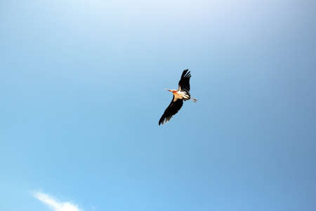 bird in flight against the blue skyの写真素材
