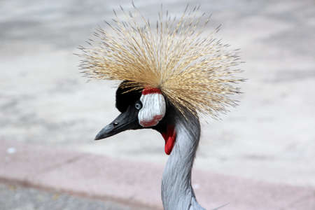 portrait in a profile on a brooding bird with tousled hairの写真素材