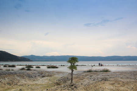 pine growing through the rocks and barren places. craving for life and refusing to give upの写真素材