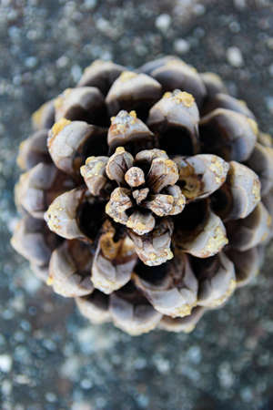 background of cones without nuts. the view from the topの写真素材