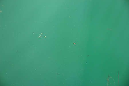 background with turquoise water and floating plant parts on the surfaceの写真素材