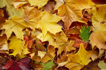background of a mix of fallen autumn leaves of different colorsの写真素材