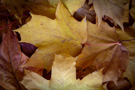 background of a mix of fallen autumn leaves of different colorsの写真素材
