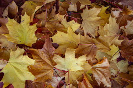 background of a mix of fallen autumn leaves of different colorsの写真素材