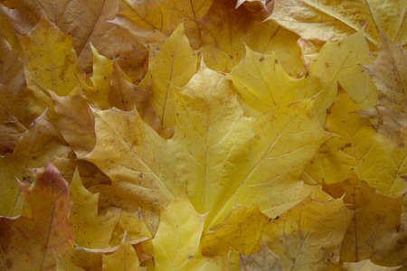 background of autumn yellow leaves close-upの写真素材