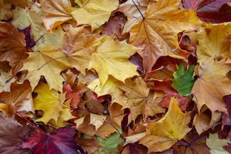 background of a mix of fallen autumn leaves of different colorsの写真素材