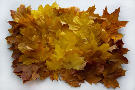 background of a mix of fallen autumn leaves of different colorsの写真素材