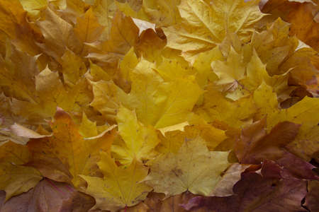 background of a mix of fallen autumn leaves of different colorsの写真素材